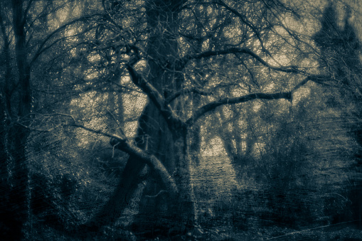 A gloomy spooky woodland landscape with scratched effect superimposed