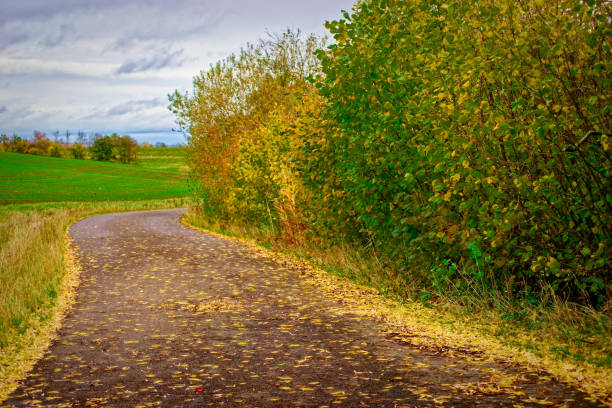 Autumn landscape on a cloudy day with yellow trees and a road.