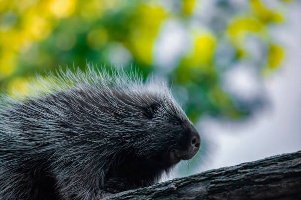 istock Erethizontidae, north american porcupine, climbing over tree 1925544222