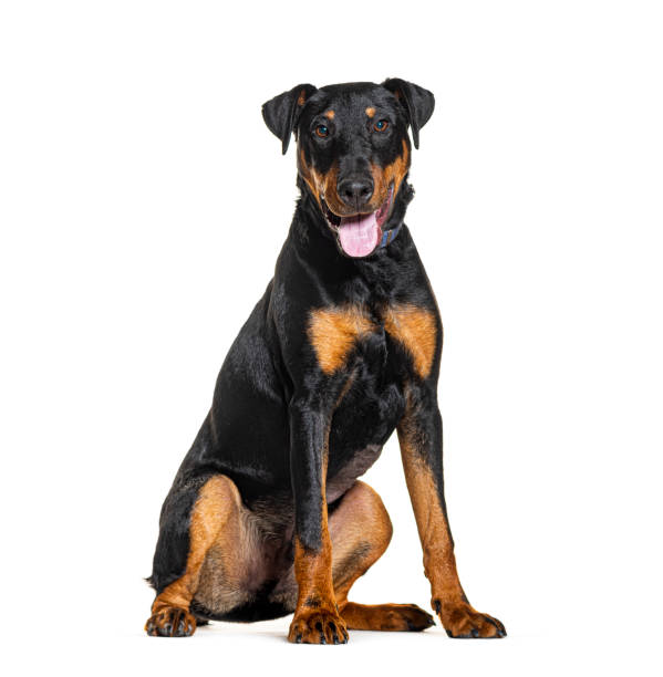 istock Jagdterrier Panting wearing a dog collar, isolated on white 1925544230