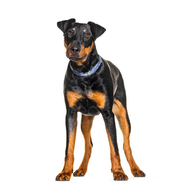 istock Jagdterrier wearing a dog collar, isolated on white 1925544237