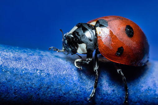 extra macro 5x image of a ladybug sitting on a rose leaf and destroying eats green aphids close up Ladybird portrait