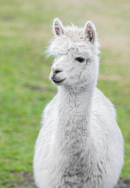 istock Cute Alpaca. Beautifull and funny animal 1925546388