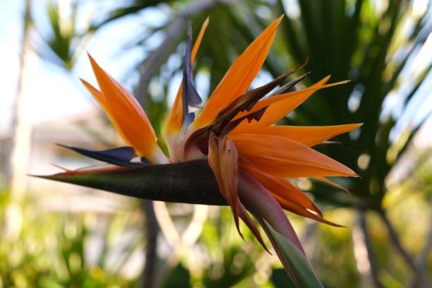istock Bird of Paradise flowers 1925548193