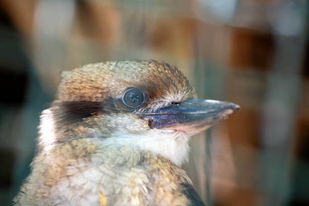 In Eastern Mainland Australia, a laughing kookaburra with distinctive plumage fills the bush with hearty calls. A charismatic presence, this iconic bird adds delight to the Australian landscape.