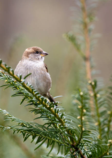 istock Female House Sparrow (Passer domesticus) - Dublin's Urban Charm 1925549600