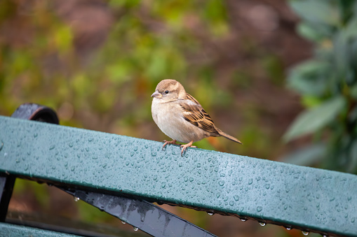 In Dublin, Ireland, a female House Sparrow graces urban scenes with subtle elegance. Thriving in city gardens, she embodies the lively spirit of Dublin's avian residents.
