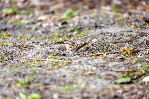 istock Female House Sparrow (Passer domesticus) - Dublin's Urban Charm 1925550147