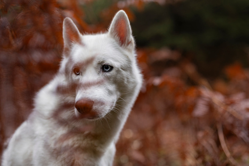 stunning white husky dog among red ferns looks like a wolf in the autumn forest