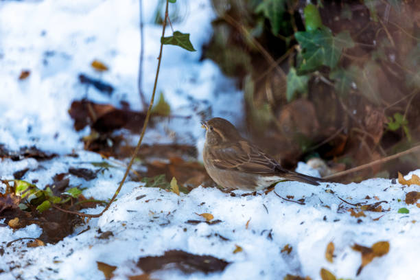 istock Female House Sparrow (Passer domesticus) - Dublin's Urban Charm 1925556531