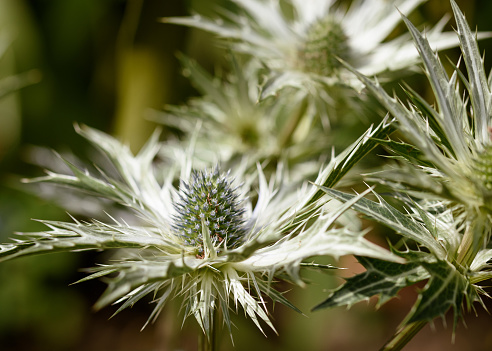 Close up of Sea Holly - Eryngium giganteum 'Silver Ghost'