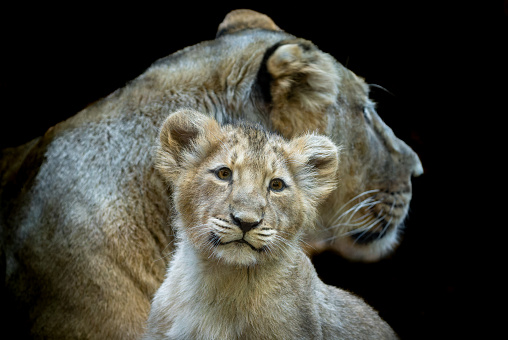 Portrait of an Asiatic lion cub with mom behind.