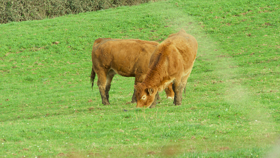 Two cows in a green mountain meadow