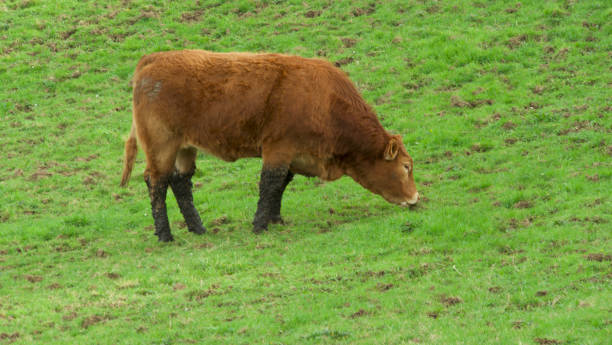 istock Young bull in a green mountain meadow 1925581902