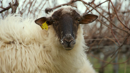 Sheep with vaccine mark in the ear