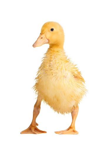 A cute funny wet little duckling stands on a white background and dries its feathers.