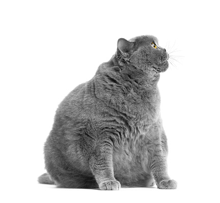 A fat gray British cat with big yellow eyes sits on a white background. Obesity of the Scottish cat.