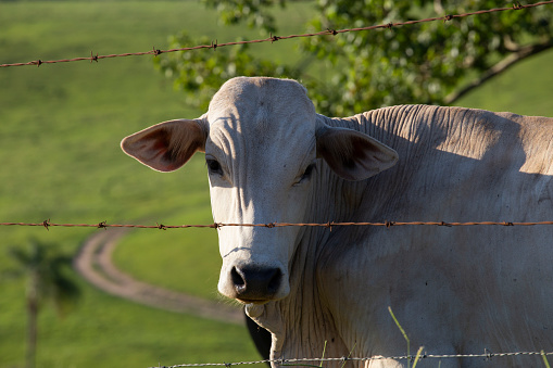 Lone Nelore cow behind a fence in Brazil