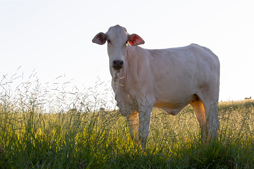 Lone Nelore cow on grass at sunset