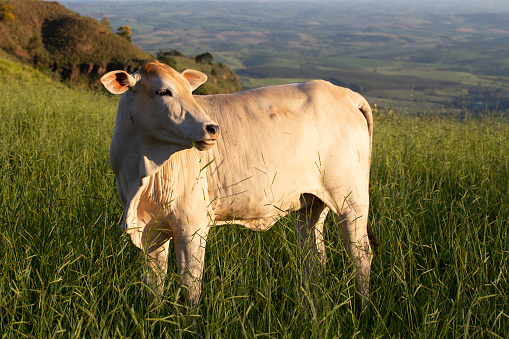 White ox on a green pasture in Brazil