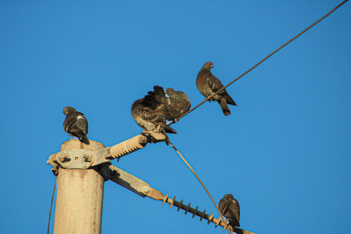 5 Pigeons on an electric pole in the early morning