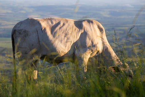 Charolais cow close-up