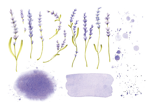 Watercolor clipart set with lavender flowers and branches and watercolor lavender backgrounds and splashes
