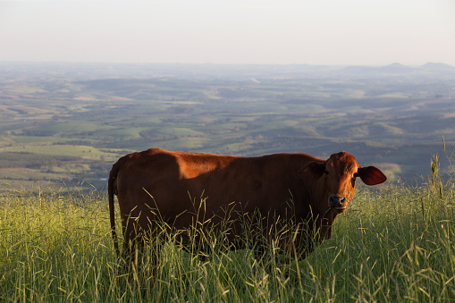 Lone brown ox on a green pasture in Brazil with flatland on background