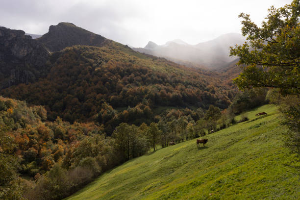 Free range cattle on autumn meadow in spanish countryside. Picos de Europa in Asturias landscape with forest and meadow with cows.
