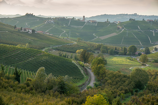 Neive is a comune (municipality) in the Province of Cuneo in the Italian region Piedmont on October 15, 2023,  landscape with the vineyards in autumn.