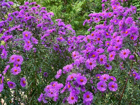 Purple aster flowers new England in the garden.