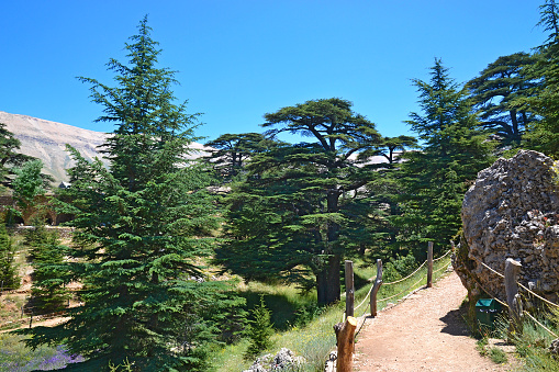 Lebanese cedar. Cedar of God, located in Bsharri, is one of the last remnants of the vast forests of Lebanon cedar that once prospered across Mount Lebanon. Cedar is a symbol of Lebanon.