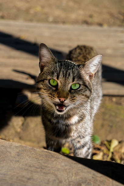 istock gray cat waiting for food 1925619165