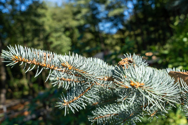 blue needles close up, Christmas tree branch close up dry leaves , background texture