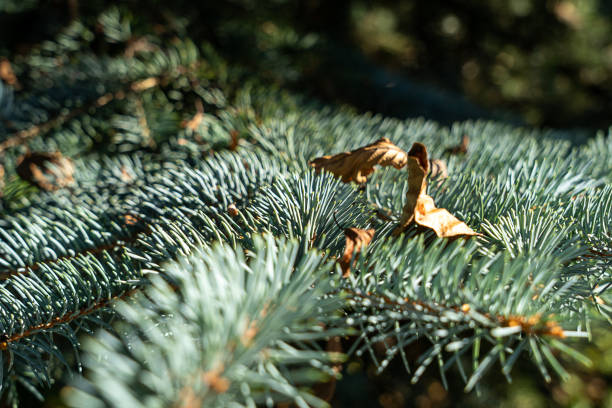 blue needles close up, Christmas tree branch close up dry leaves , background texture