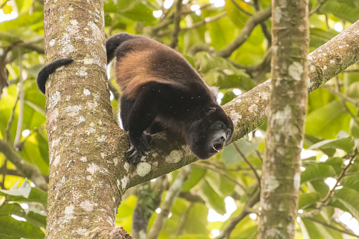 Mantled howler monkey (Alouatta palliata), photographed in Arenal National Park. Costa Rica. Wildlife.