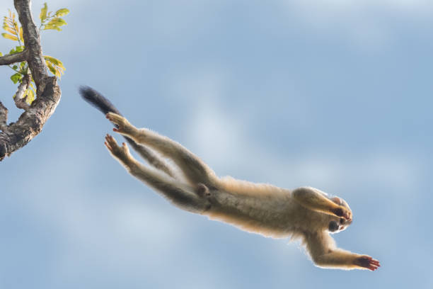 обезьяна-белка (саймири) совершает большой прыжок с одного дерева на другое. сфотографирован в национальном парке мануэль антонио. дикая пр - animals in the wild manuel antonio national park primate monkey стоковые фото и изображения