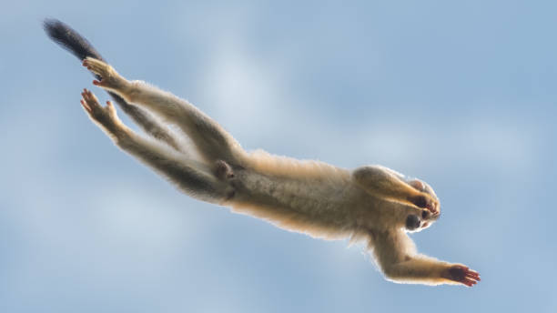 обезьяна-белка (саймири) совершает большой прыжок с одного дерева на другое. сфотографирован в национальном пар�ке мануэль антонио. дикая пр - animals in the wild manuel antonio national park primate monkey стоковые фото и изображения