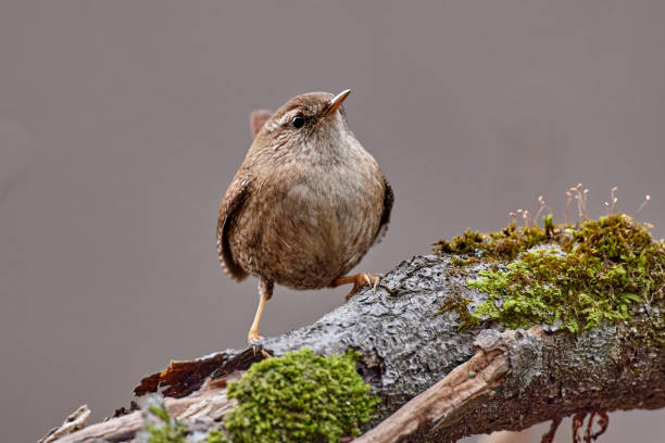 eurasian wren in natural habitat, close up, (troglodytes troglodytes) - branch imagens e fotografias de stock