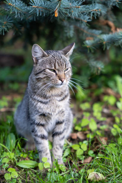 istock gray cat waiting for food, 1925626360