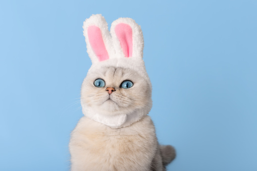 a white cat in a hat with bunny ears, highlighted on a blue background. Looks up. Copy a space