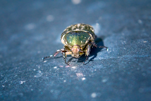 macro shot of a six-spotted tiger beetle