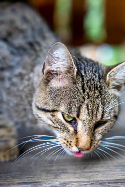 istock gray cat waiting for food, 1925626591