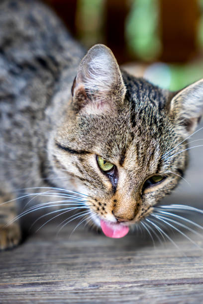 istock gray cat waiting for food, 1925635579