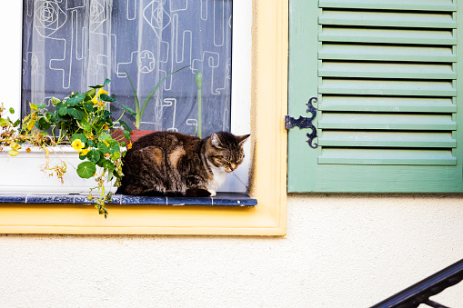 A beautiful cat is sitting on the window looking at the street. The pet is sad. Close-up of the head. The theme of animals.