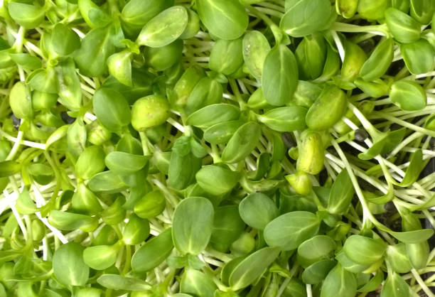 Sprouts stock photo