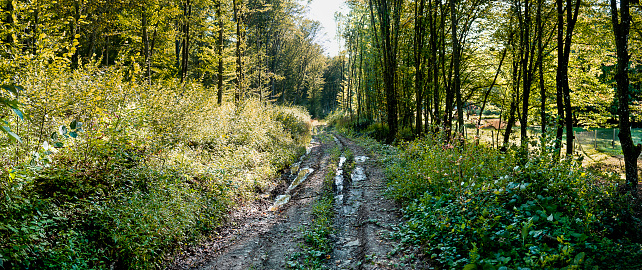 Forest road in swamp, Overgrown forest road in dense summer forest