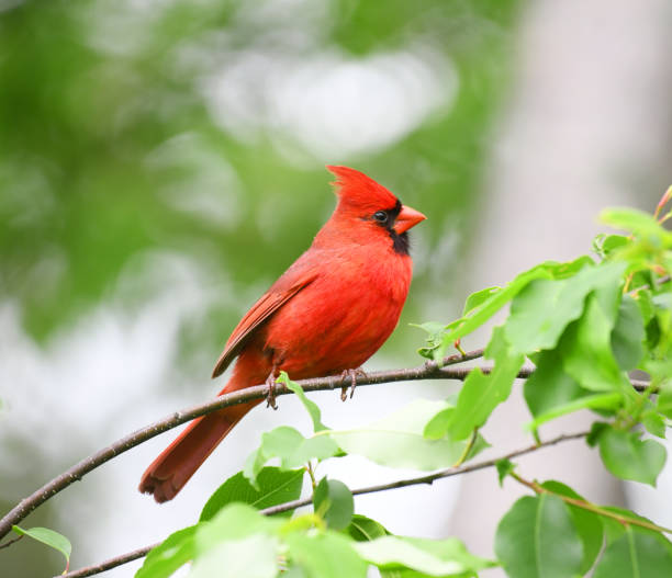 istock red cardinals standing on the spring green tree branch 1925648814