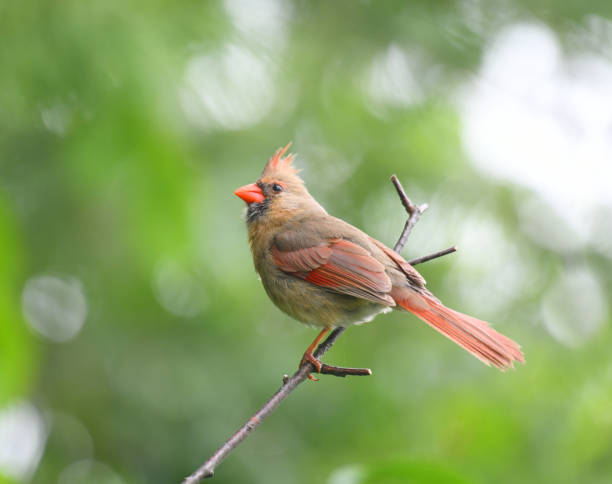 istock red cardinals standing on the spring green tree branch 1925649329