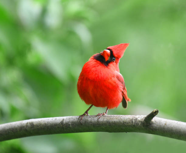 istock red cardinals standing on the spring green tree branch 1925649856